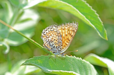 Turkestan Iparhan on green coloured leaf. Melitaea arduinna.