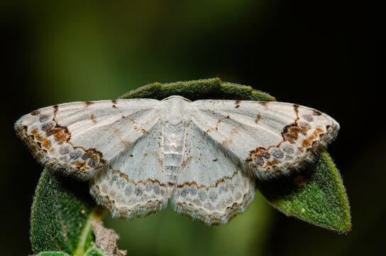 A lace border is sitting on a grass-stock. Scopula ornata