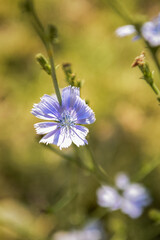 Flor sencilla y bella