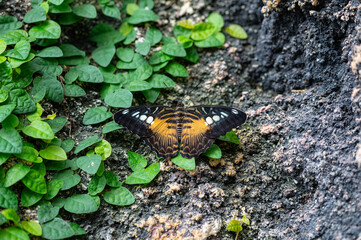 Parthenos sylvia is diurnal butterfly from Nymphalidae family. Beautiful butterfly sitting on green plants leaf in park.