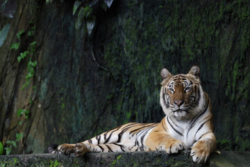Close up Indochinese tiger is beautiful animal and dangerous in forest