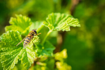 A hoverfly resting on a gooseberry leaf