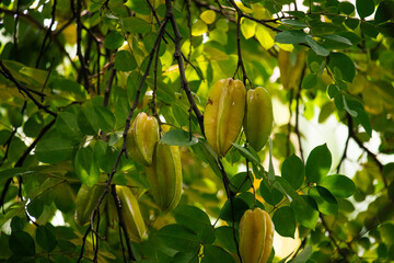 Cajá (hog plum) fruta exótica e saudável in natura na árvore © DeadCat