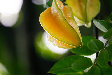 Cajá (hog plum) fruta exótica e saudável in natura na árvore © DeadCat