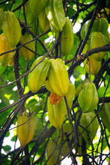 Cajá (hog plum) fruta exótica e saudável in natura na árvore © DeadCat