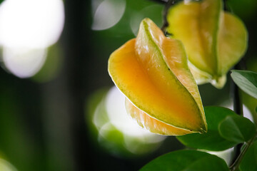 Cajá (hog plum) fruta exótica e saudável in natura na árvore © DeadCat