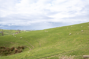sheep grazing on green meadow in north island of new zealand