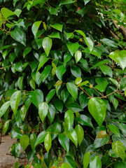 red betel leaf plant on a green plant background