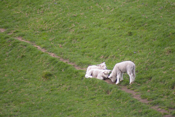 Obraz premium sheep grazing with lambs in green orchard on north island of new zealand