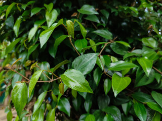 red betel leaf plant on a green plant background