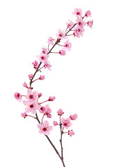 Pink spring blossom. Cherry tree branch with spring pink flowers isolated on white