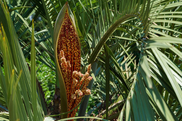 Blossom of palm tree Butia capitata, commonly known as jelly palm in Sochi park. Close-up of flower