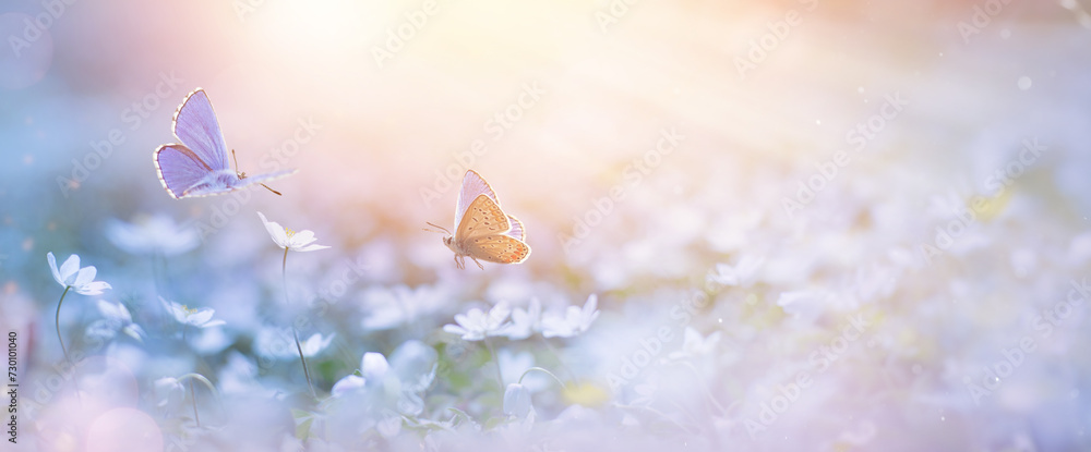 Aufkleber blooming spring flower and fly Butterfly on springtime fores glade; delicate white primroses in the rays of transparent sunlight of the morning light, soft focus macro. Beautiful background of spring 