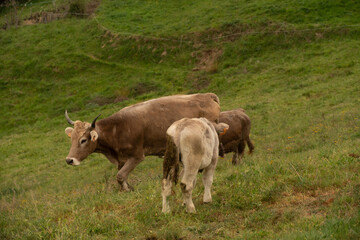 Naklejka na ściany i meble rural cows in the mountains