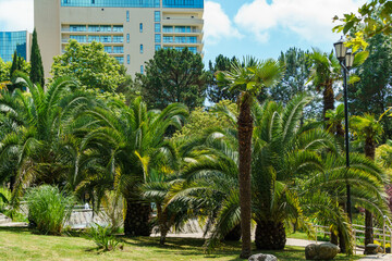 Beautiful palm trees Canary Island Date Palm (Phoenix canariensis)  against with modern building on Kurortny Prospekt in Sochi.
