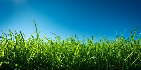 Obraz premium Green grass on blue sky background. Close up image of fresh spring grass