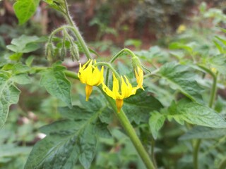 Yellow bloom on tomato plant and stem,Tomato Yellow Flower on a plant,Tomato Green plant with Green Tomato Vegetable