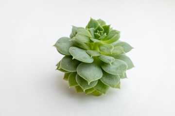 Green succulent rosette on white background, close-up. Echeveria plant for publication, design,...