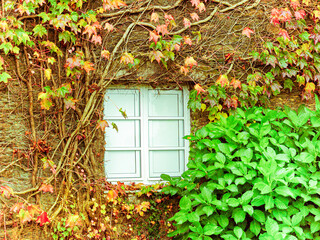 White window on a stone wall covered with orange ivy and a hydrangea at its feet.