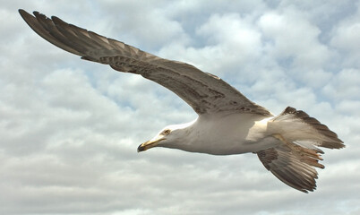 Gull gliding in a clear blue sky with shattered white clouds.