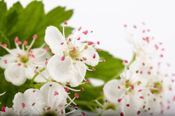 Hawthorn (Crataegus monogyna) flowers isolated on white background