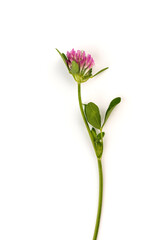Red clover on white background in close up. Red clover is a clowering plant used in traditional medicine.