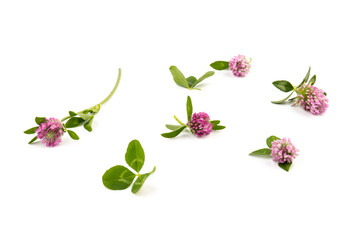 Red clover on white background in close up. Red clover is a clowering plant used in traditional medicine.