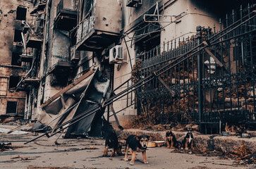 mongrel homeless puppies next to a burned-down building in Mariupol