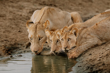 Obraz premium LIONS DRINKING 