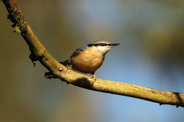 NUTHATCH