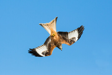 RED KITE DIVE