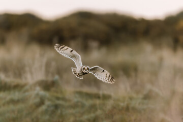 SHORT EARED OWL POISE
