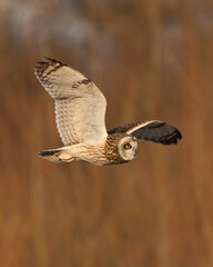 SHORT EARED OWL