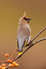 WAXWING HAIRDO