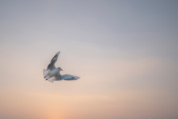 広島県廿日市市地御前の朝