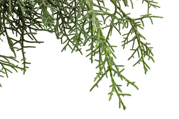 Branch of green thuja on a white background