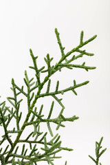 Branch of green thuja on a white background