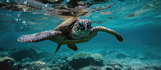 Hawaiian sea turtle submerged.