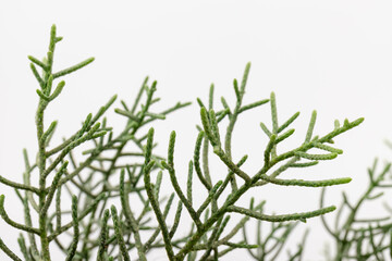 Branch of green thuja on a white background