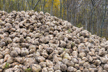 A storage clamp of harvested sugar beets in autumn.
