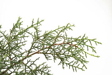 Branch of green thuja on a white background
