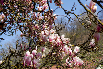 Magnolia tree in bloom with pink flowers against a blue sky in the bush