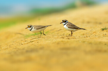 Small birds and beautiful background 