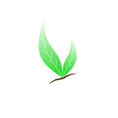 Fototapeta premium green leaf isolated on white background
