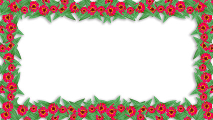 red zinnia flowers frame isolated on transparent background