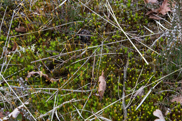 closeup moss
