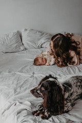 Spaniel dog lying on white bed next to baby and mom