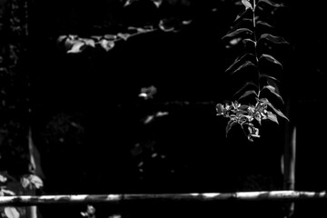 black and white Bougainvillae flowers on lisbon city street,bougainvillae flowers on Lisbon city...