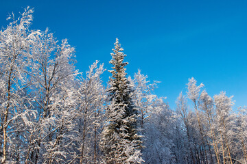 Idyllic panoramic view of a beautiful white winter wonderland scenery in Scandinavia with scenic golden evening light at sunset in winter, northern Europe.