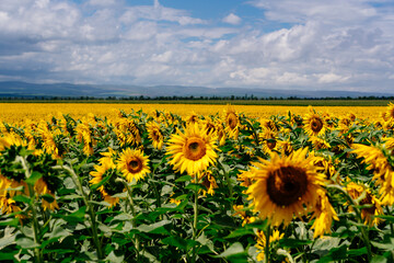 Obraz premium A field of blooming sunflowers with a bright blue summer sky and white clouds.
